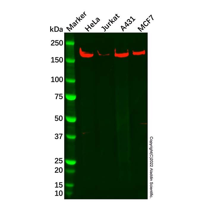 Recombinant EEA1 Antibody
