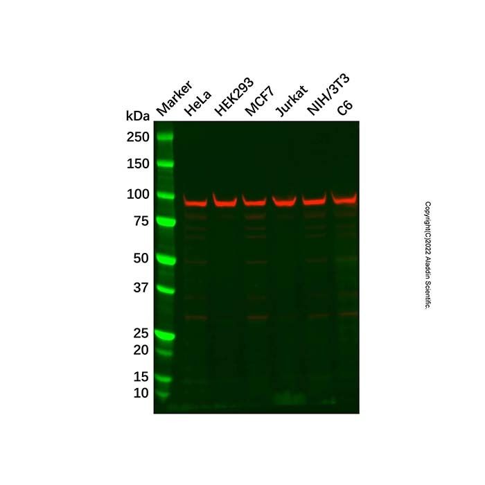 Recombinant EEF2/Elongation factor 2 Antibody