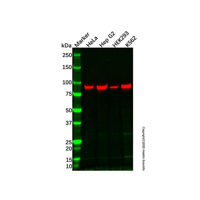EEF2K Antibody