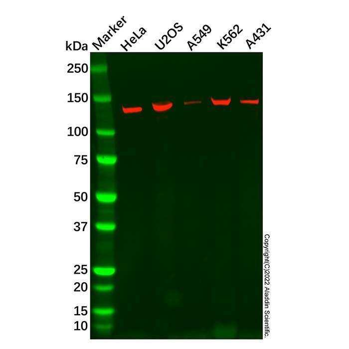 Recombinant Eg5 Antibody