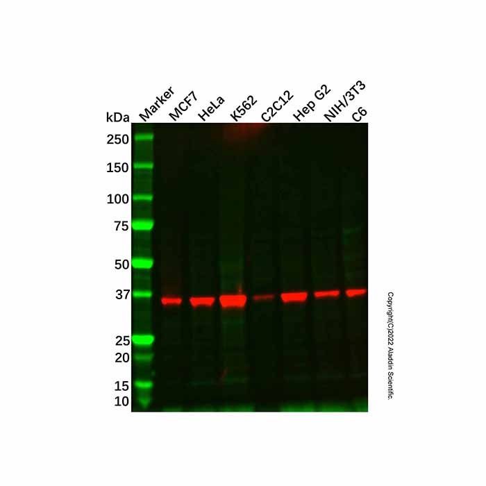 EIF2S1 Mouse mAb
