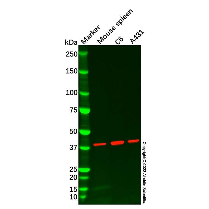 EIF3H Antibody