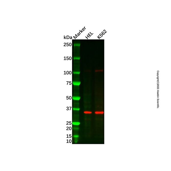 EIF3S1/EIF3J Antibody