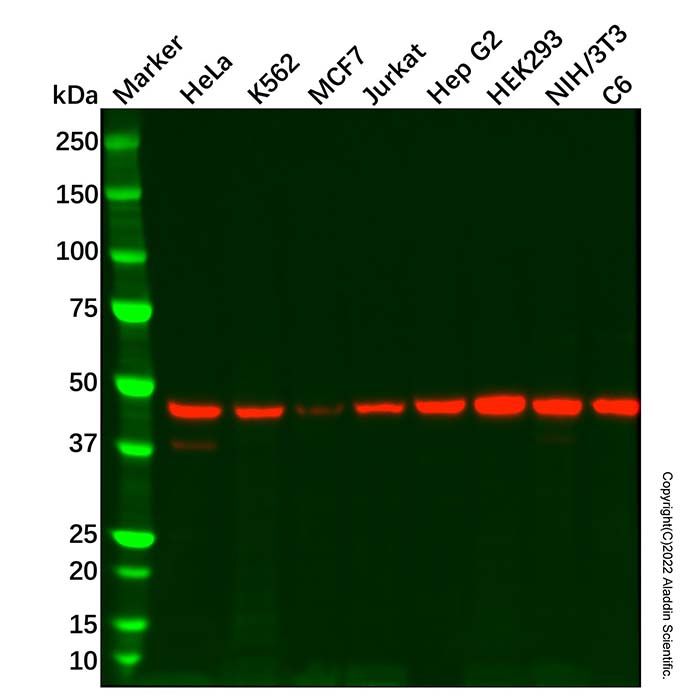 Recombinant eIF4A1 Antibody
