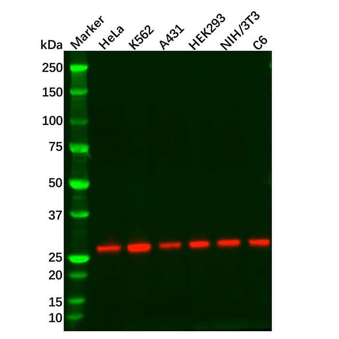 Recombinant eIF4E Antibody