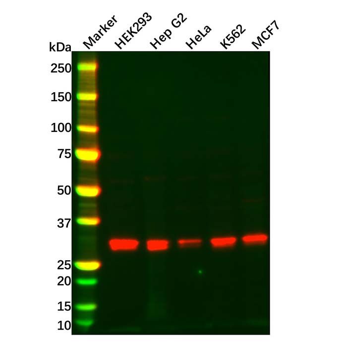 EIF4E2 Antibody