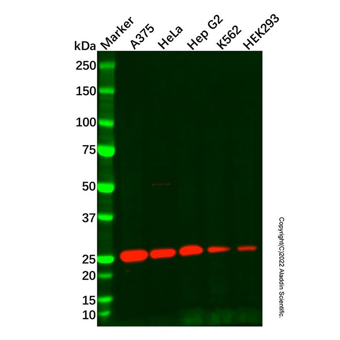 eIF-6 Antibody