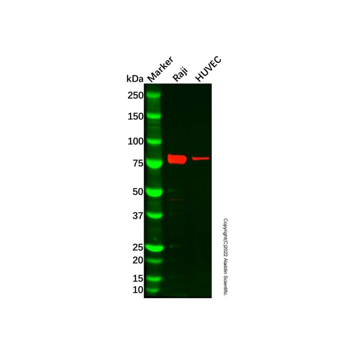 Recombinant ELMO1 Antibody