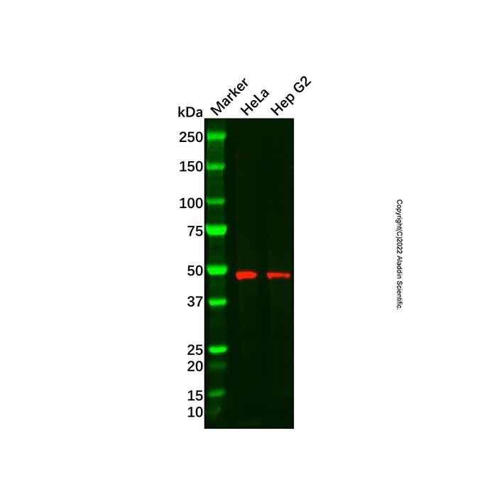 ENDOGL1/ENGL Antibody