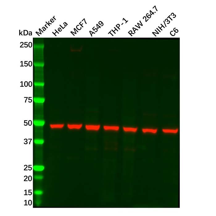 ENO1 Mouse mAb