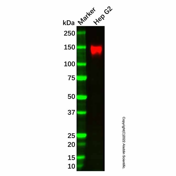 ENPP1/PC1 Mouse mAb