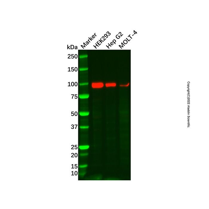 ENPP2/ATX Antibody