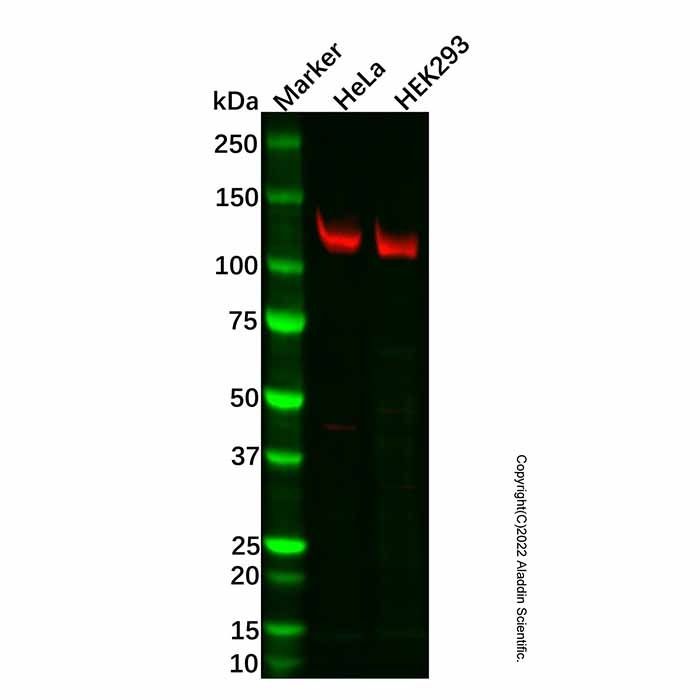 Eph receptor A2 Antibody
