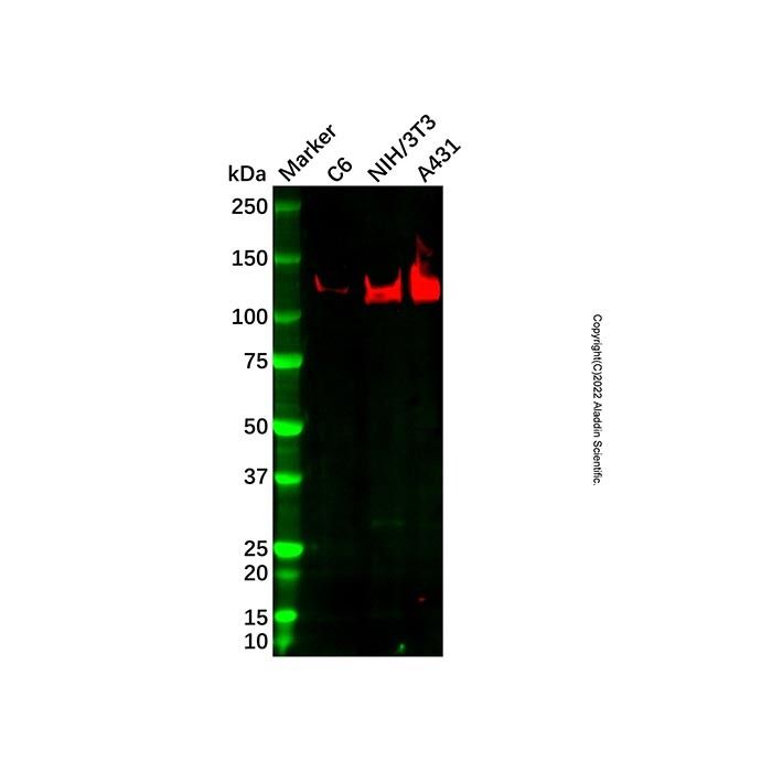 Recombinant Eph receptor B2 Antibody