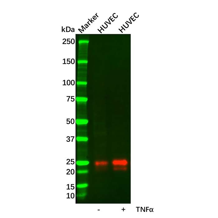 Recombinant Ephrin A1 Antibody