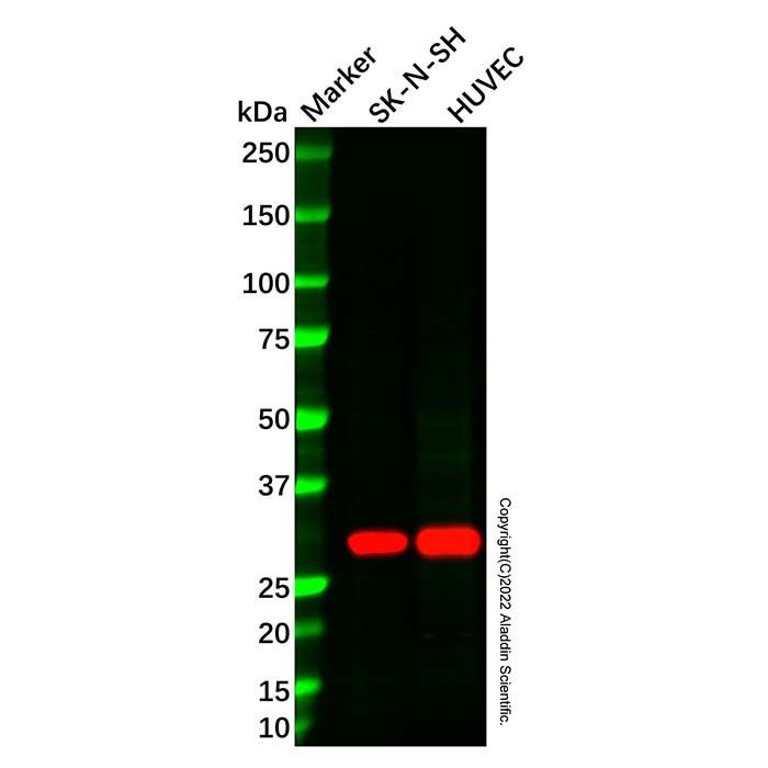 Ephrin A2 Antibody