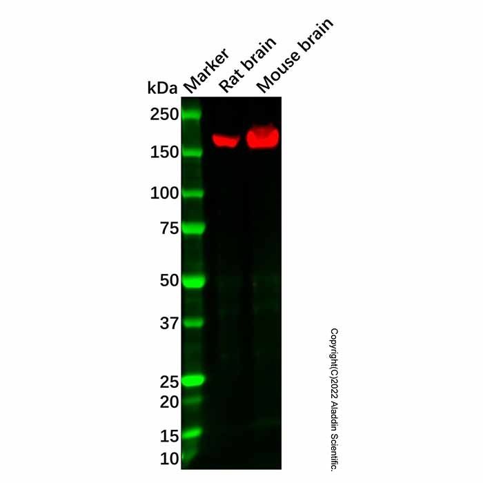 Recombinant ErbB4/HER4 Antibody