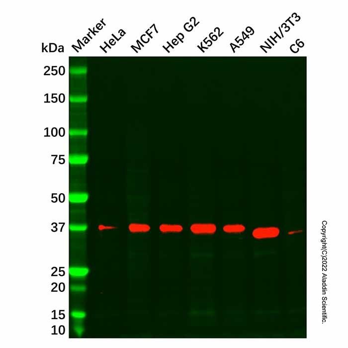 Recombinant ERCC1 Antibody
