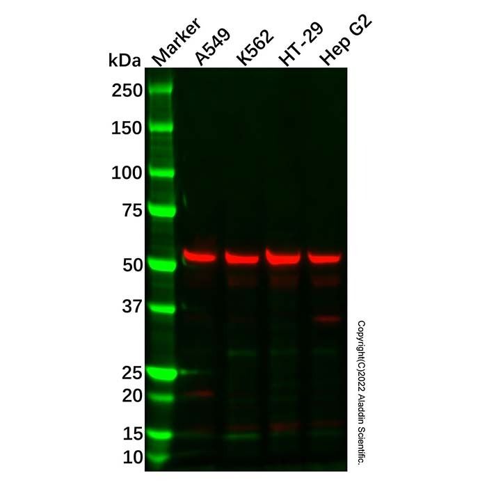 ERp57 Antibody