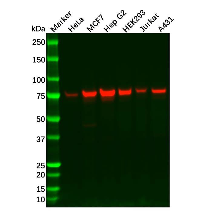 ERp72 Antibody