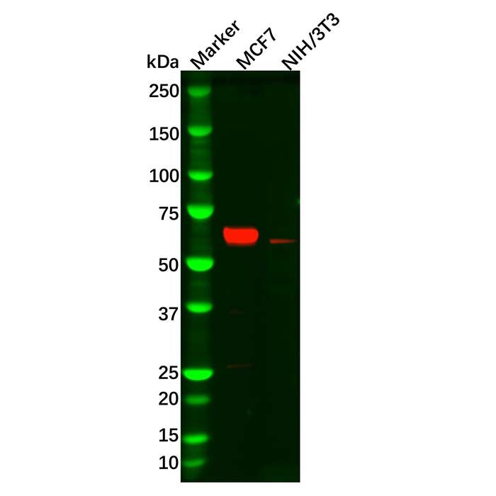 Recombinant Estrogen Receptor alpha Antibody