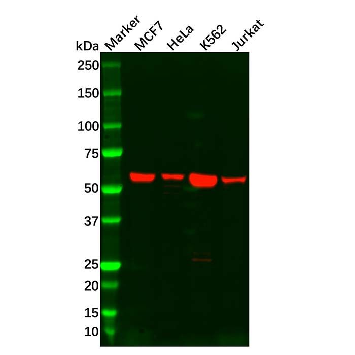 Estrogen Receptor beta Antibody