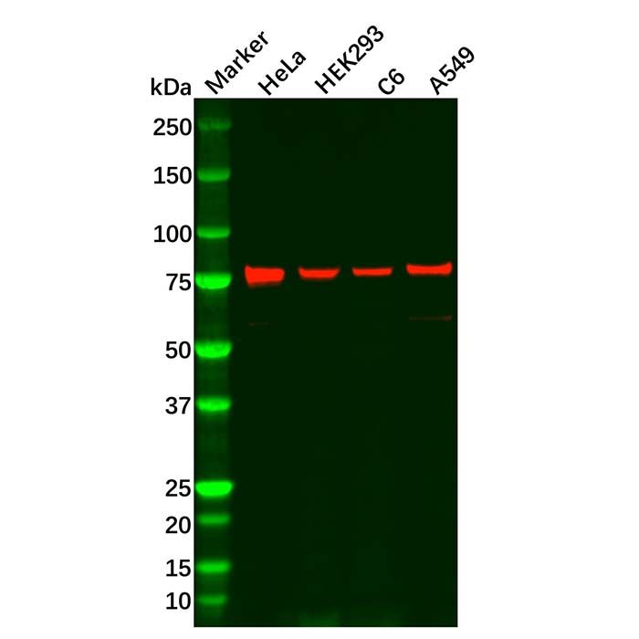 Recombinant Ezrin Antibody