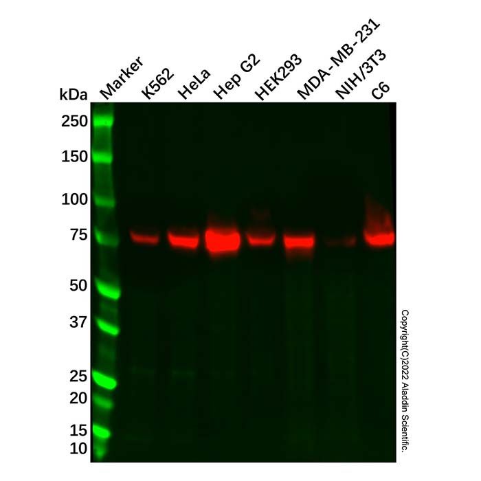 Recombinant FACL4 Antibody