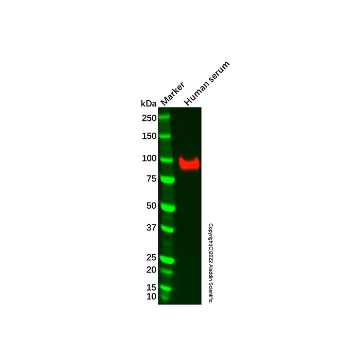 Factor B Antibody