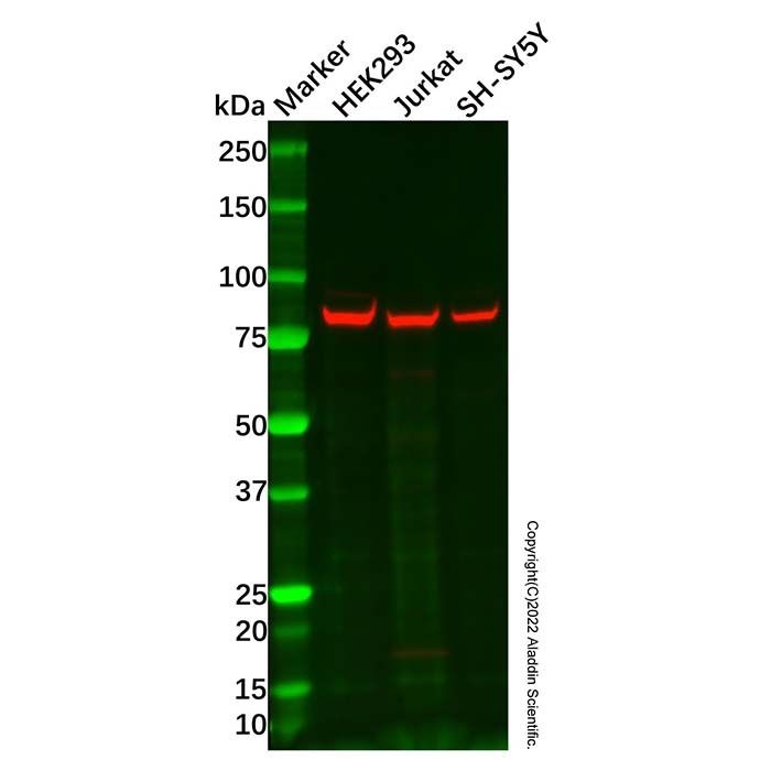 FAM35A/FAM35B Antibody