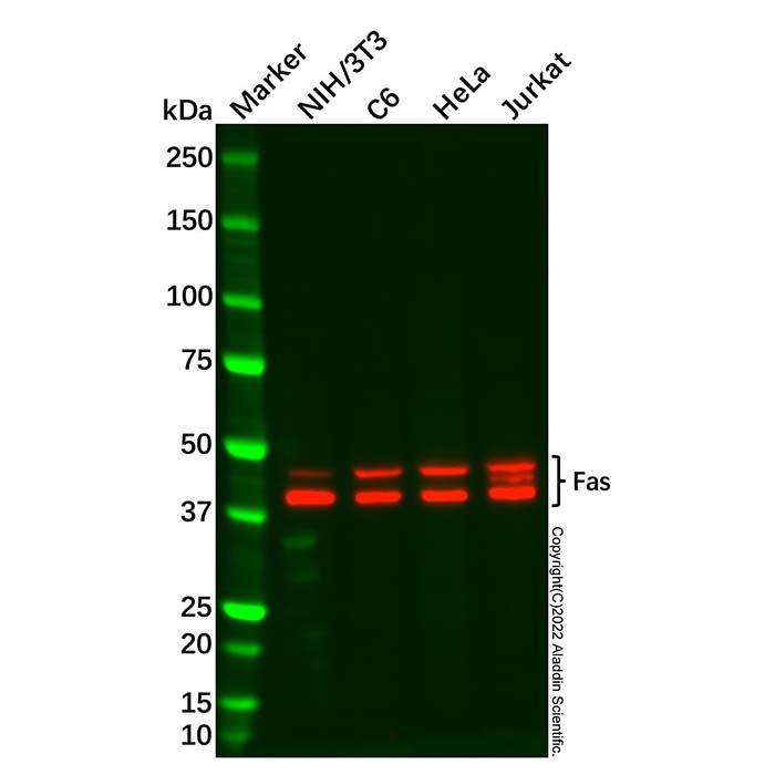 Fas Antibody