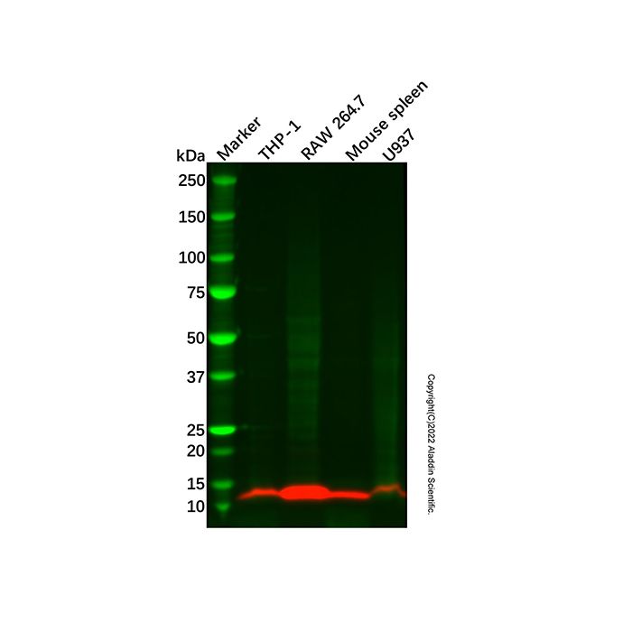 FcRgamma Antibody