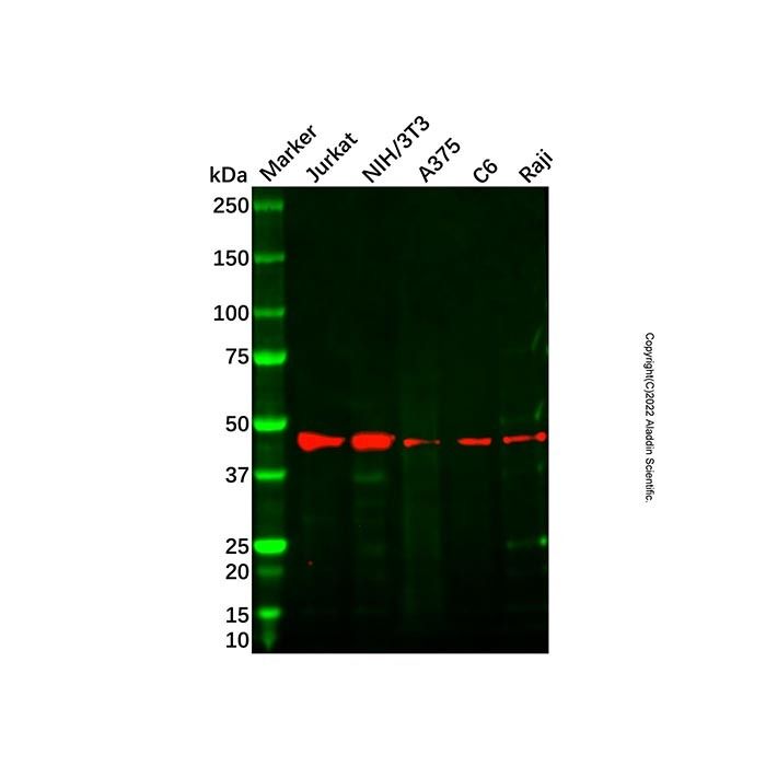 FEN1 Antibody