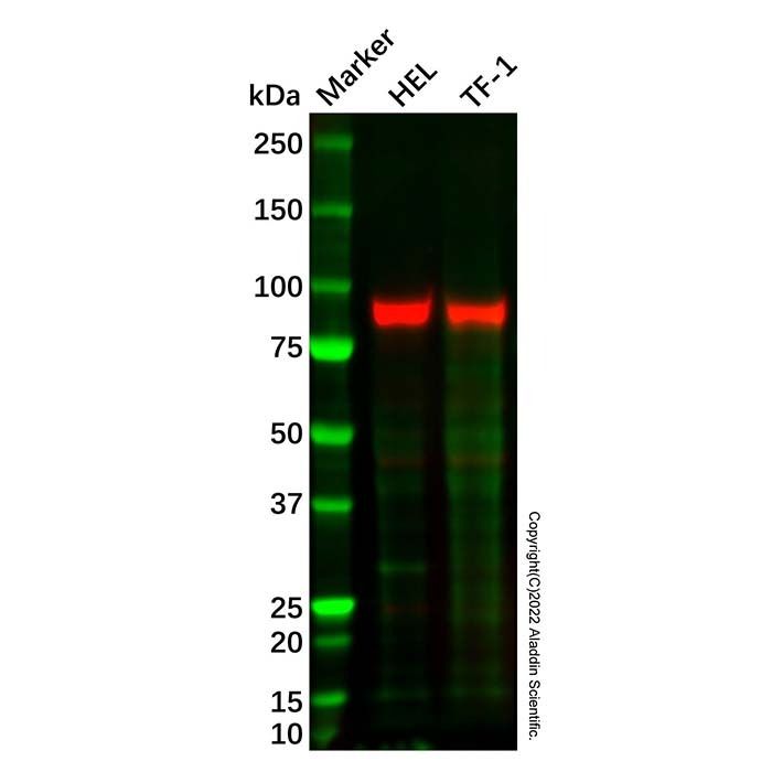 Recombinant FES Antibody