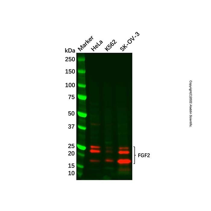 Recombinant FGF2 Antibody