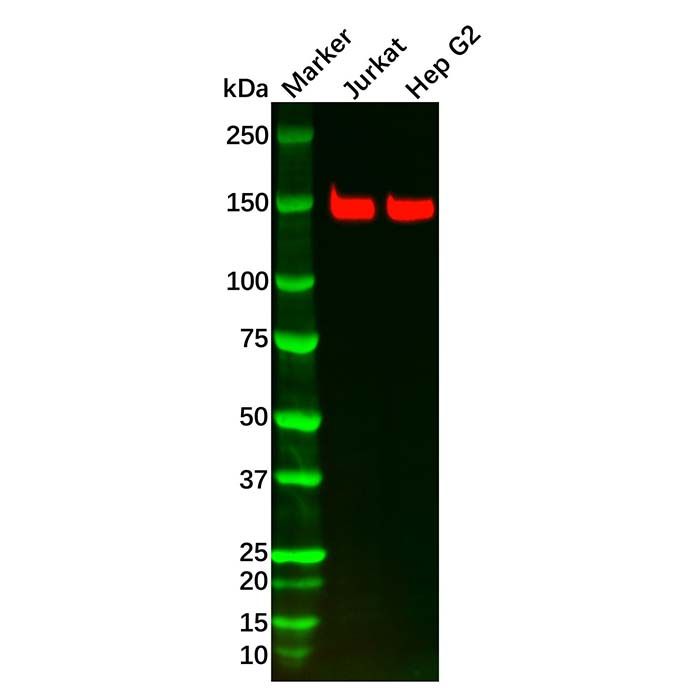 Recombinant FGFR2 Antibody