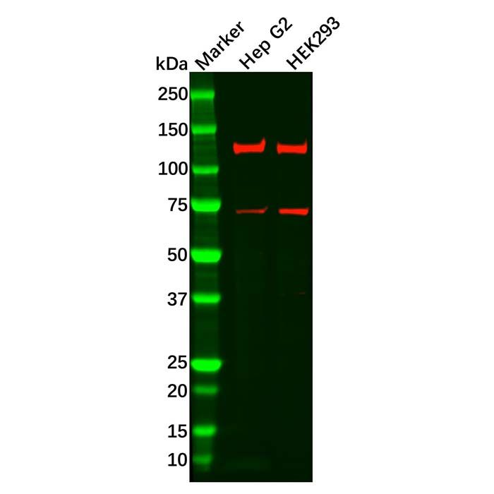 Recombinant FGFR3 Antibody