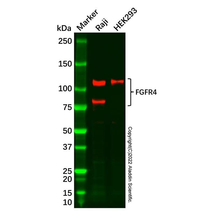 Recombinant FGFR4 Antibody