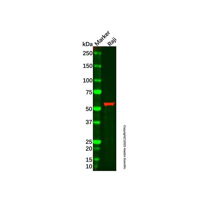 Recombinant FGR Antibody