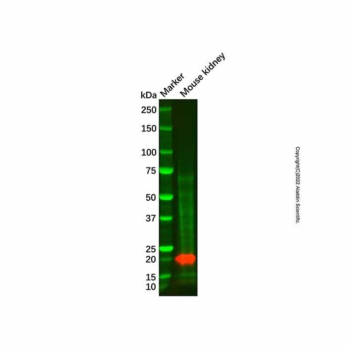 FHIT Antibody