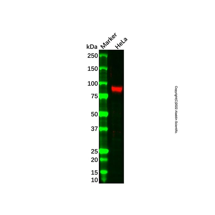 Fibulin 1 Antibody