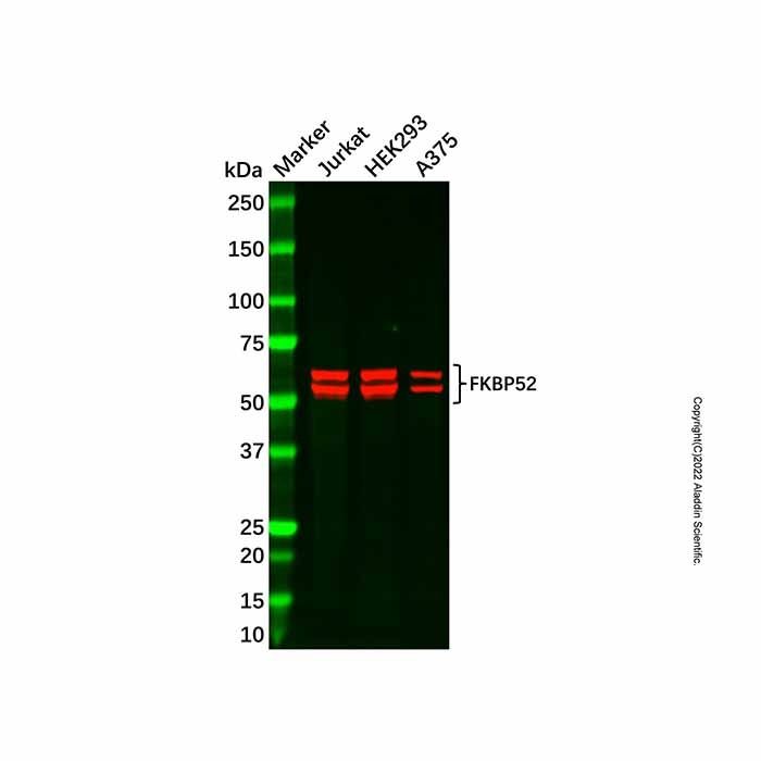 FKBP52 Antibody