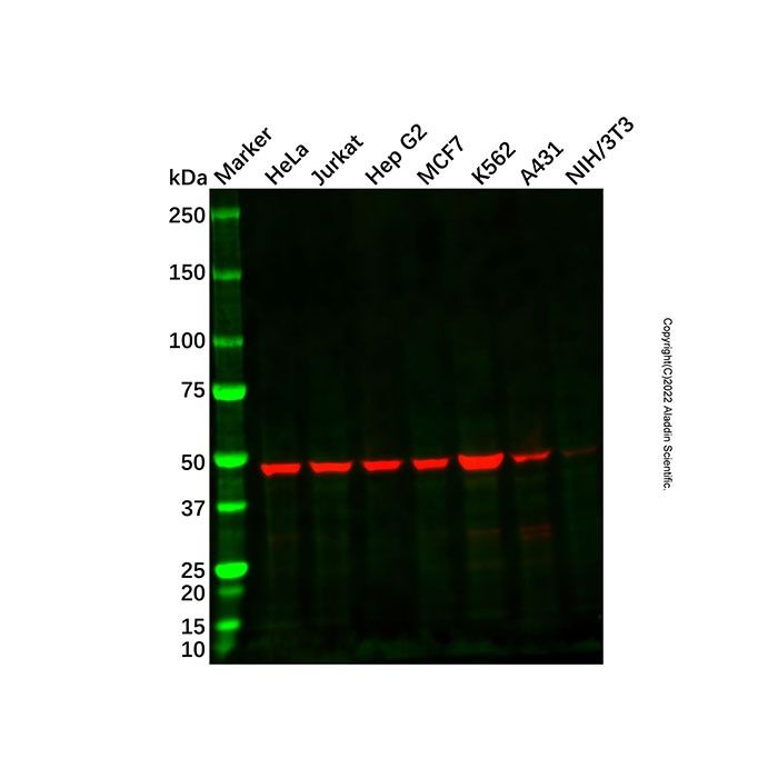 Recombinant Flotillin 1 Antibody