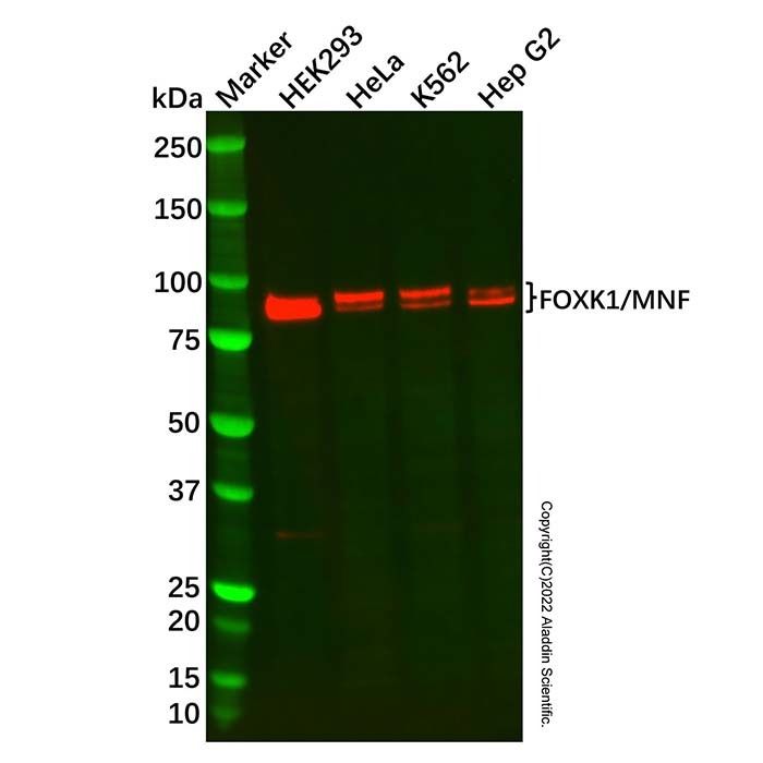 FOXK1/MNF Antibody