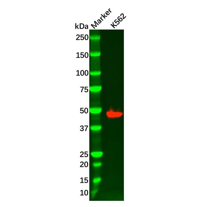 Recombinant FOXL2 Antibody