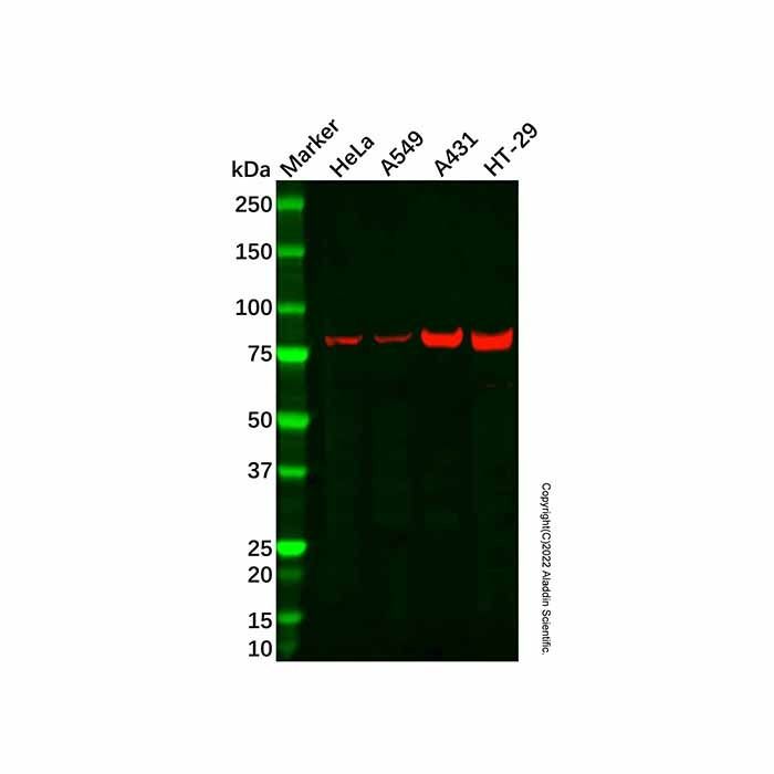 FOXM1 Antibody