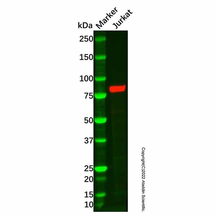 Recombinant FOXO3A Antibody