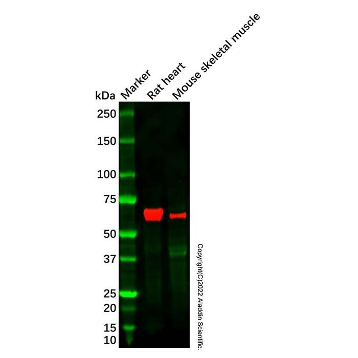 Recombinant FOXO4/AFX Antibody