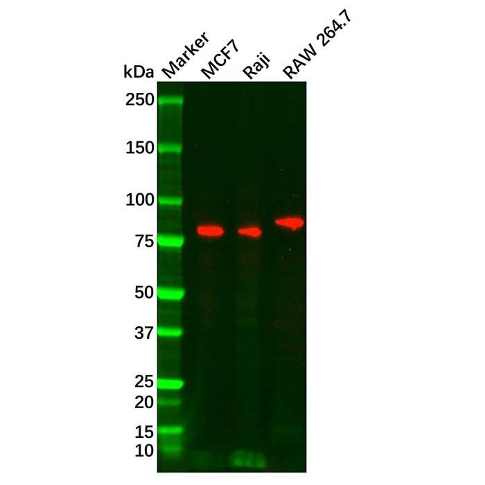 FOXP1 Mouse mAb