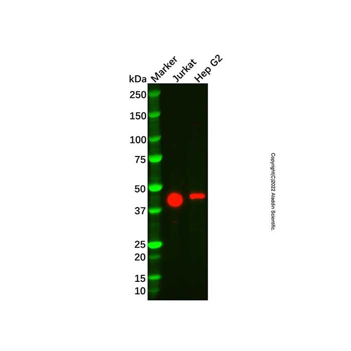 Recombinant FOXP3 Antibody